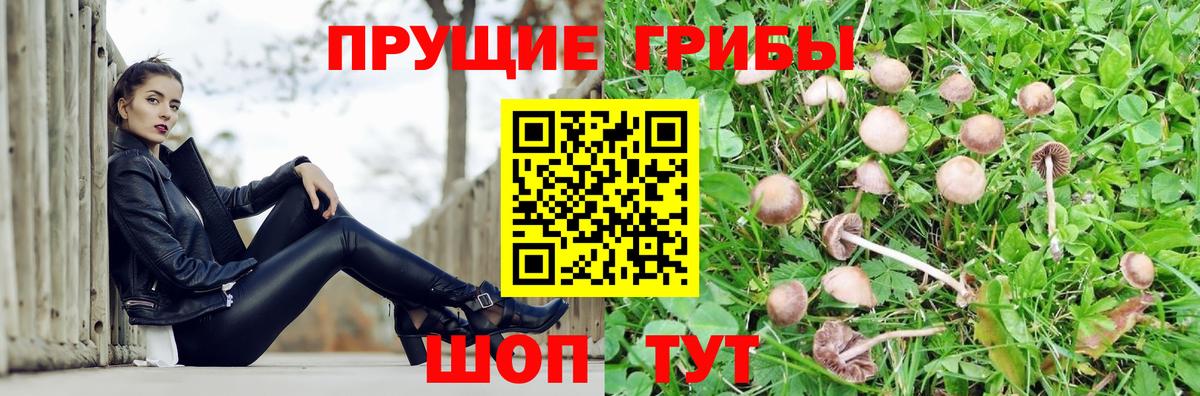 Галлюциногенные грибы Psilocybe Тамбов